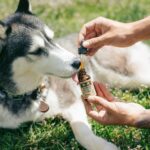 Pet CBD Oil Calming Tinctures for Dogs